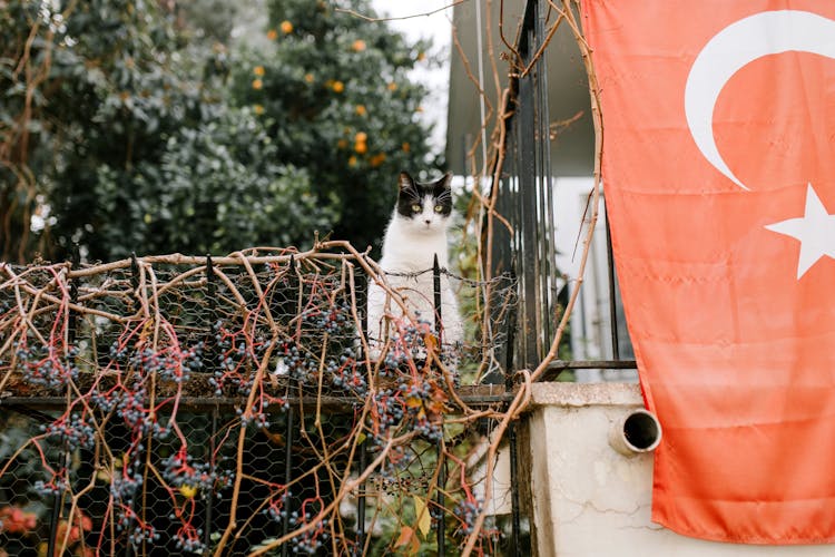 Cute Cat Sitting On Fence Near Turkey Flag