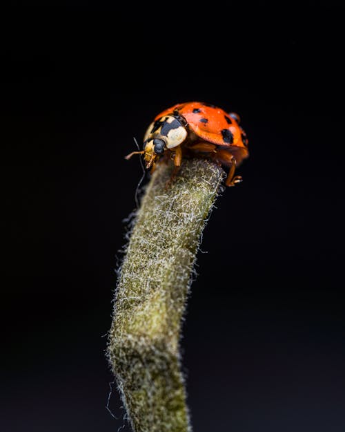 Closeup of small spotted harlequin Asian lady beetle standing on thin hairy stem of plant against black background