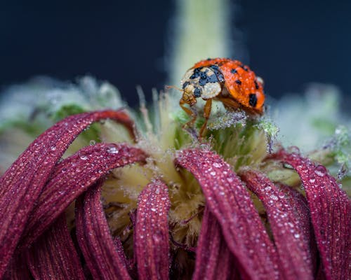 Spotted Harmonia axyridis ladybug sitting on wet flower