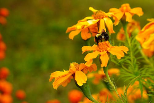 Darmowe zdjęcie z galerii z piękny kwiat, pszczoła