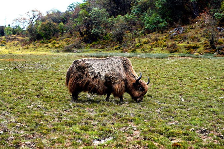 A Brown Yak On Green Grass Field