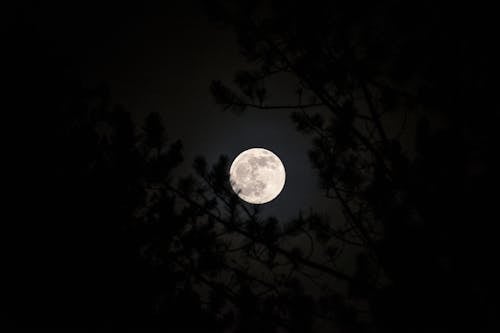 Free A Bright Full Moon in the Sky Stock Photo