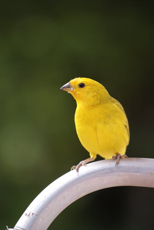 Close-Up Shot of a Yellow Canary