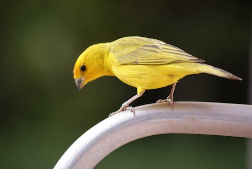 Fotobanka s bezplatnými fotkami na tému fotografovanie vtákov, hĺbka ostrosti, kanárik