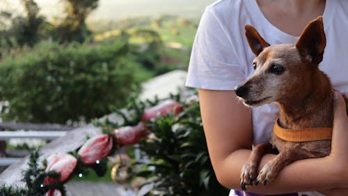 Free 
A Person Holding a Pet Dog Stock Photo