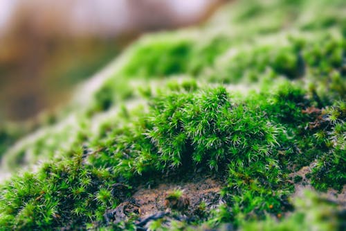 Free stock photo of moss, wild plant