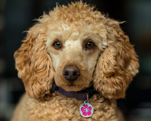 Cute Poodle with collar looking at camera