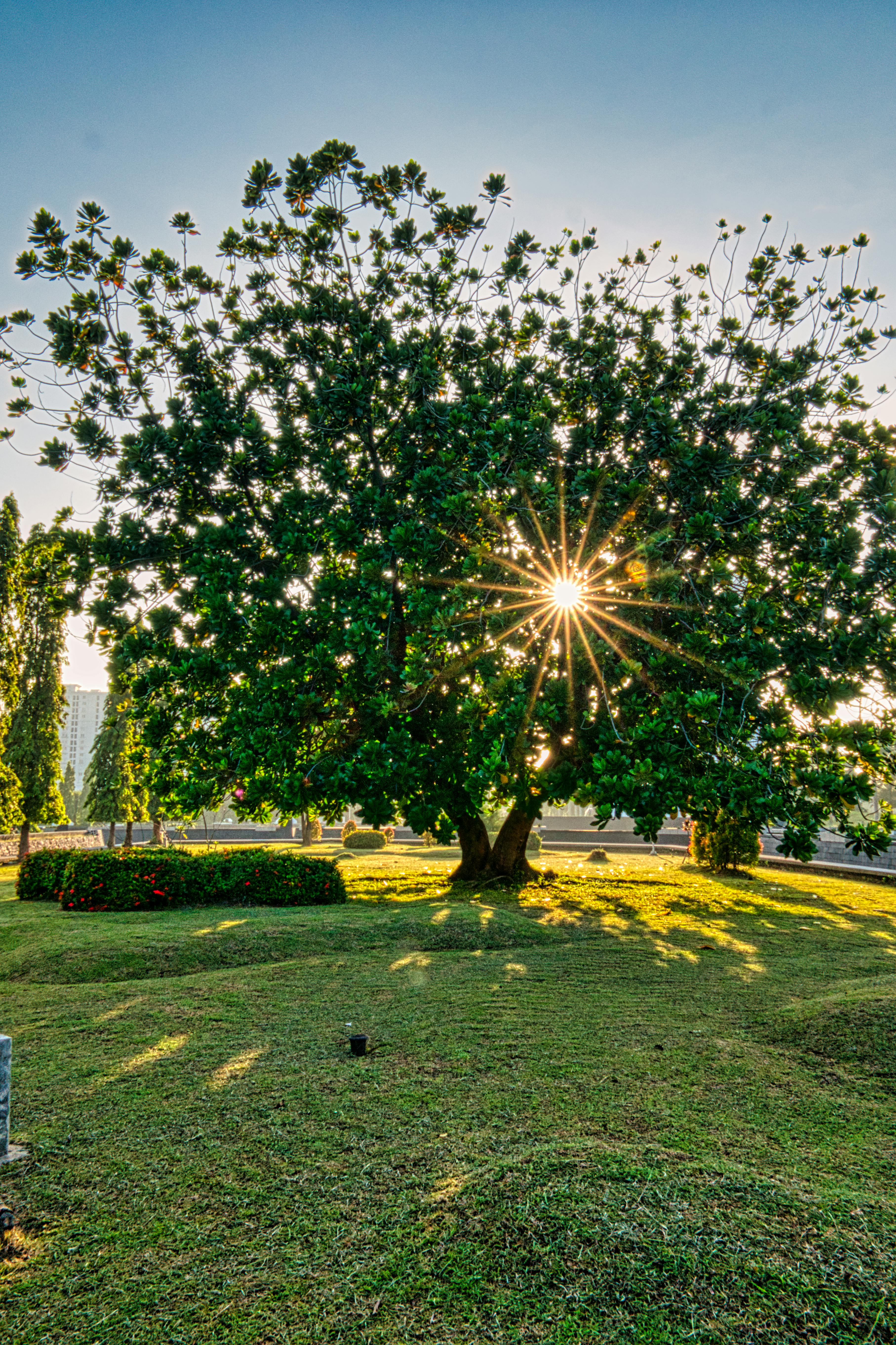 tall tree growing in park