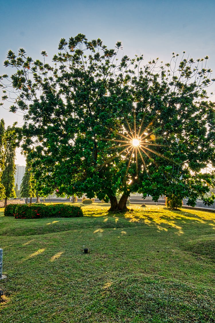 Tall Tree Growing In Park