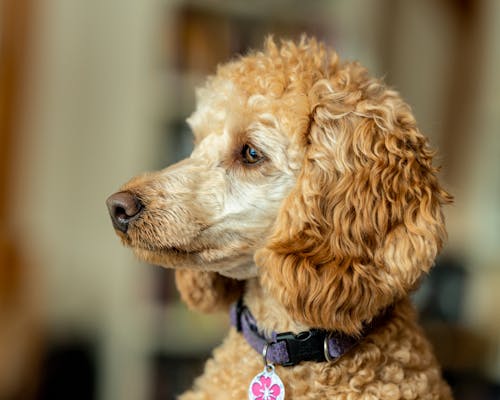 Obedient purebred dog looking away with attention