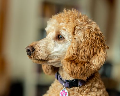 Free Side view of attentive cute Poodle with apricot colored fur and collar looking away against blurred background Stock Photo