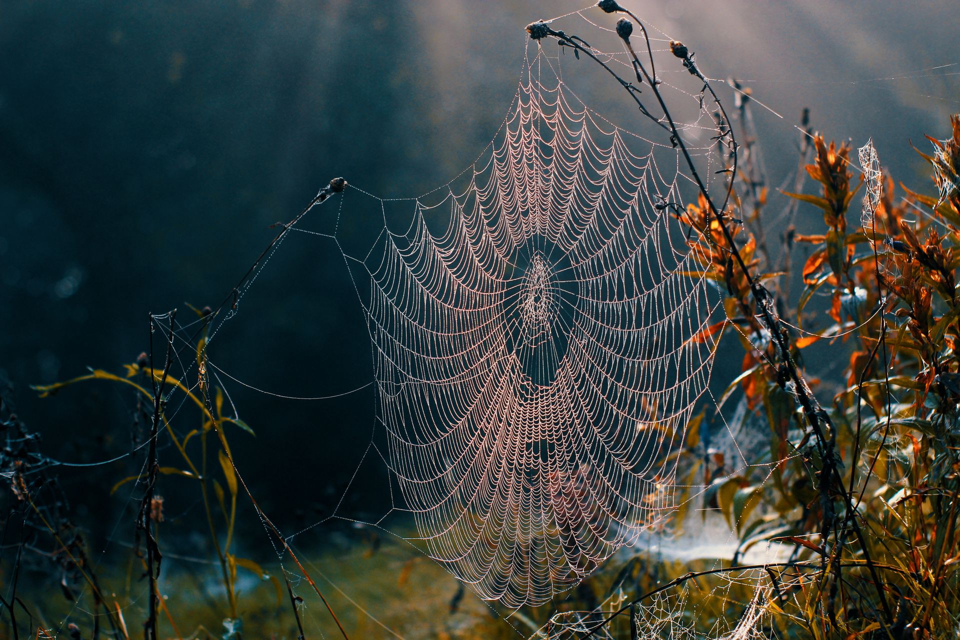 Spider web on dry plant in nature