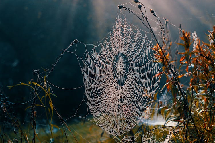 Spider Web On Dry Plant In Nature