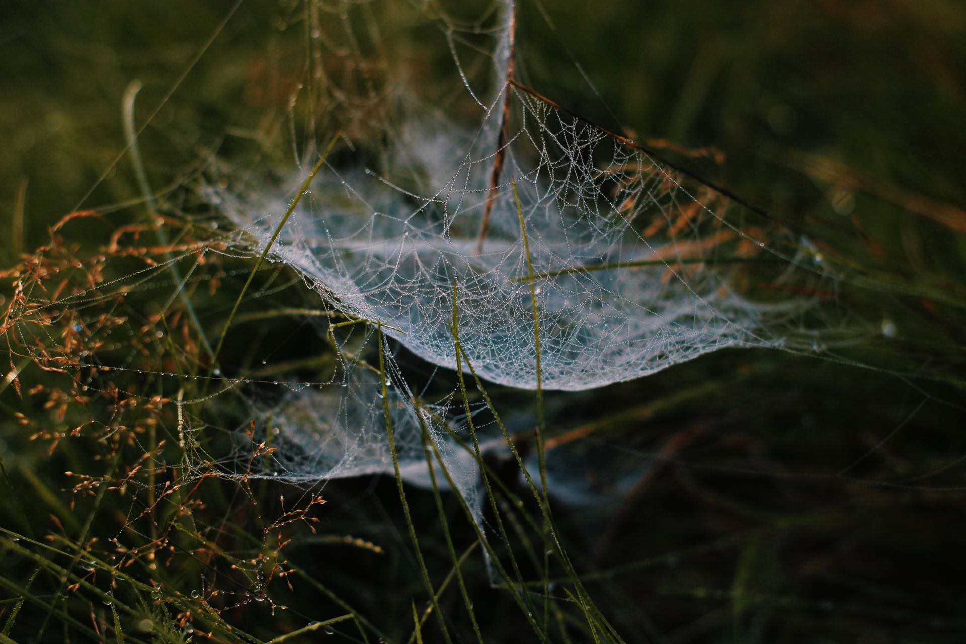 Thin bright spider web hanging on wet green grass in nature against blurred background in daytime