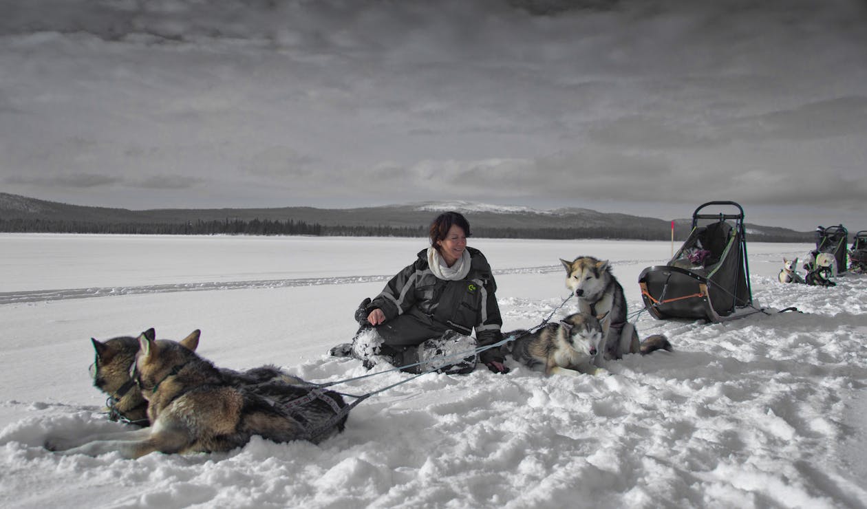 Free A Woman with Her Pet Huskies on a Snow Covered Field Stock Photo