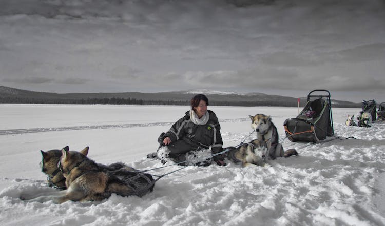 

A Woman With Her Pet Huskies On A Snow Covered Field