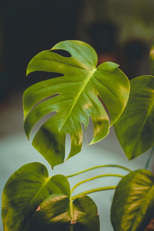 

A Close-Up Shot of Green Leaves of a Swiss Cheese Plant