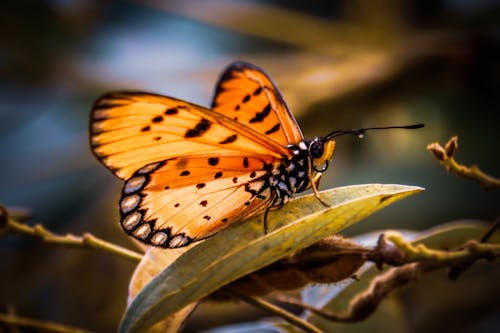 Free A Butterfly on the Green Leaf Stock Photo