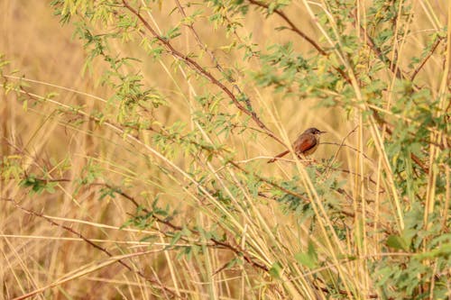 Tiny Bird Sitting on Branch