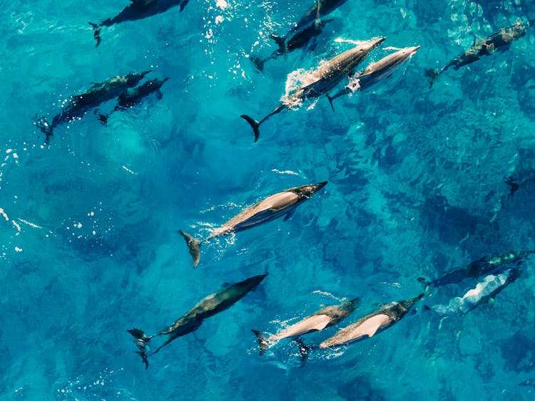 Dolphins Underwater