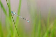 特写镜头中，一只蜻蜓栖息在草丛上，四周环绕着柔和的绿色色调