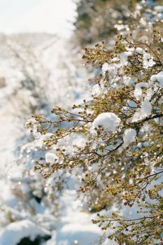 Close-up of snow-covered branches during a sunny winter day in Spain