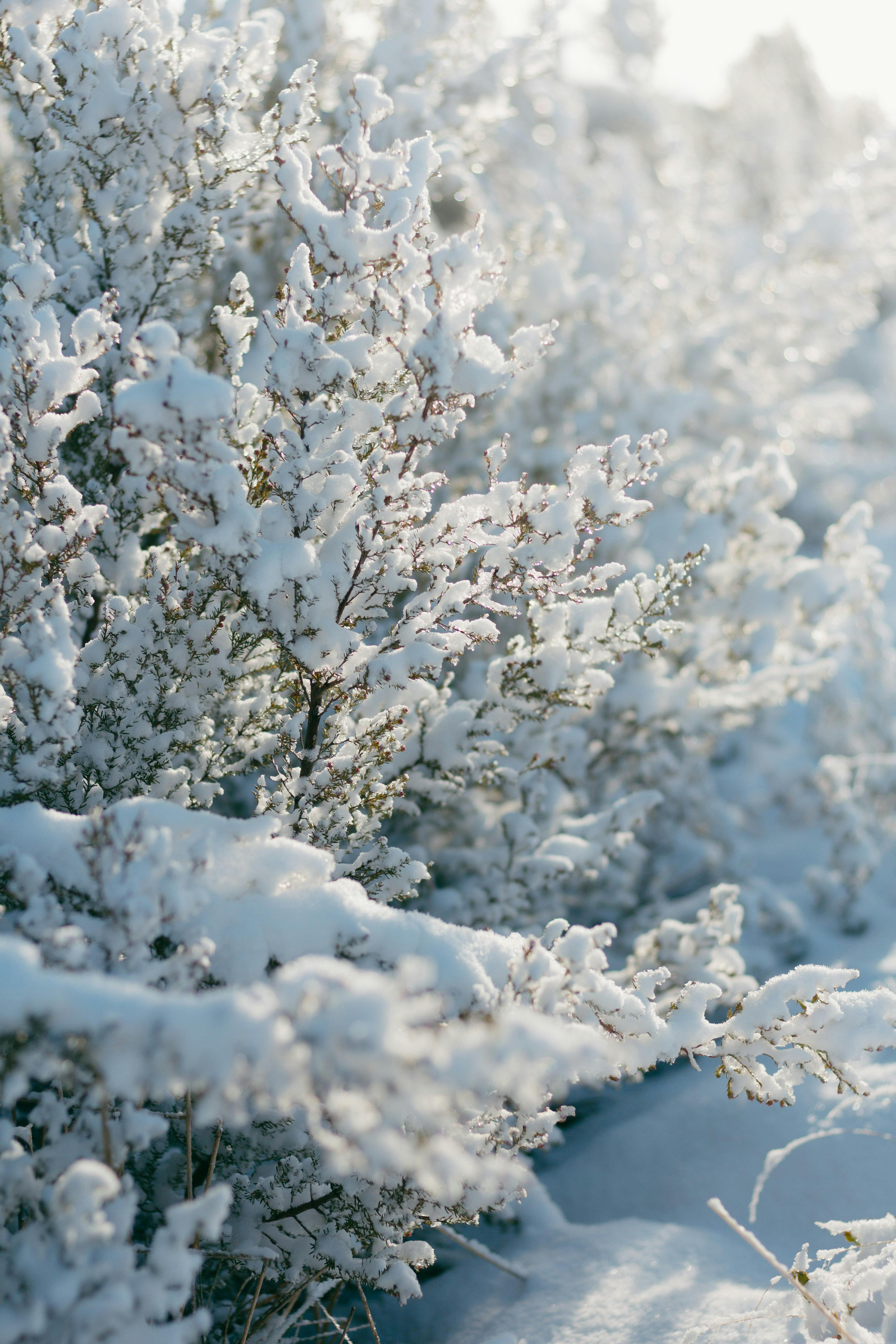 snow covered tree