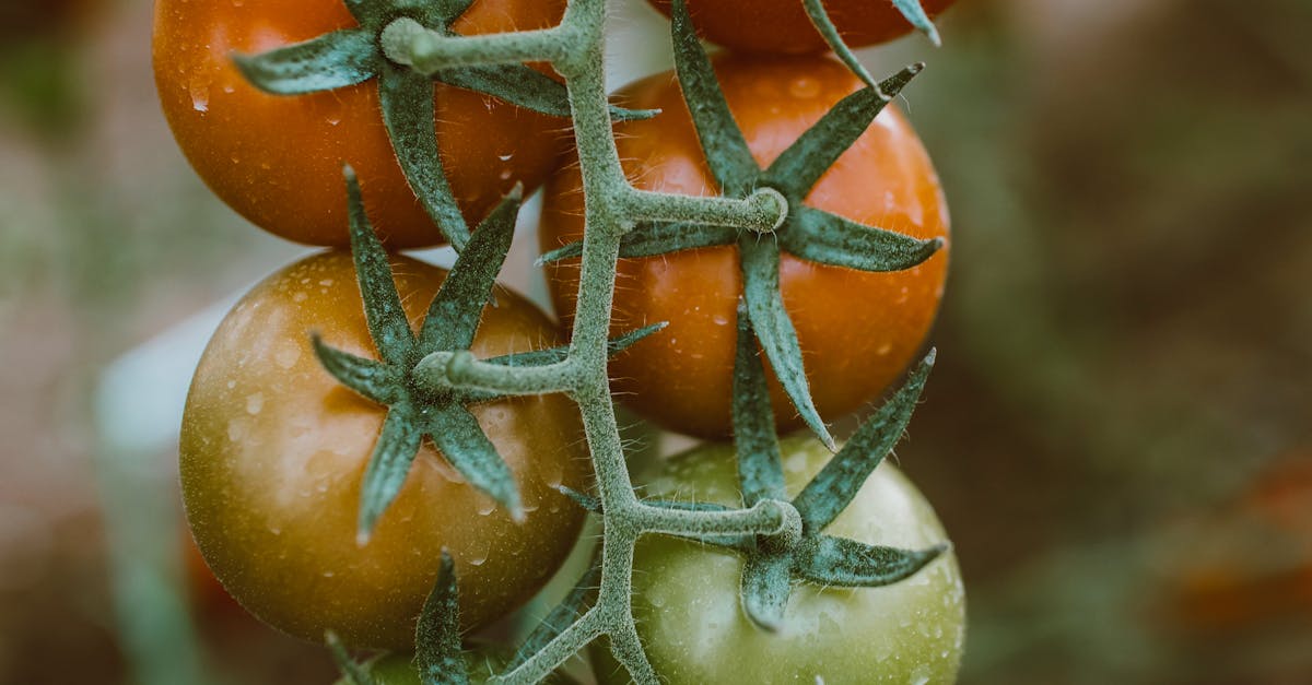 How much is a bushel of tomatoes in pounds