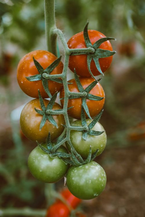 Free Close-up of organic tomatoes on the vine, showcasing different stages of ripeness from green to red. Stock Photo