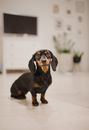 Adorable little curious black dachshund puppy with shiny eyes on blurred background of lounge