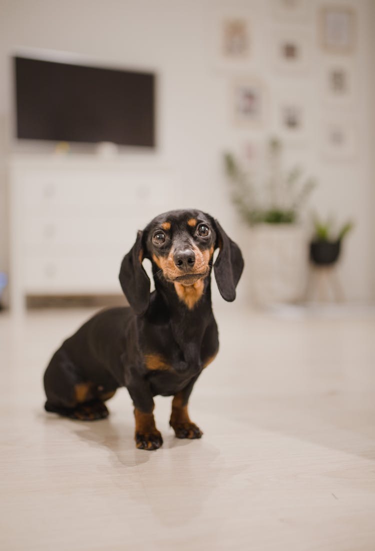 Funny Cute Purebred Dachshund On Floor