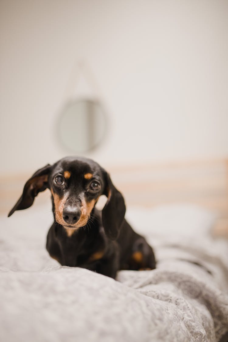 Adorable Funny Dachshund Puppy With Long Ears