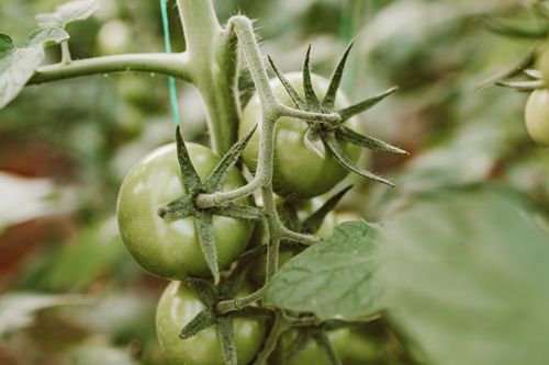 Free Close-up image of green tomatoes on the vine, showcasing natural growth in a garden setting. Stock Photo