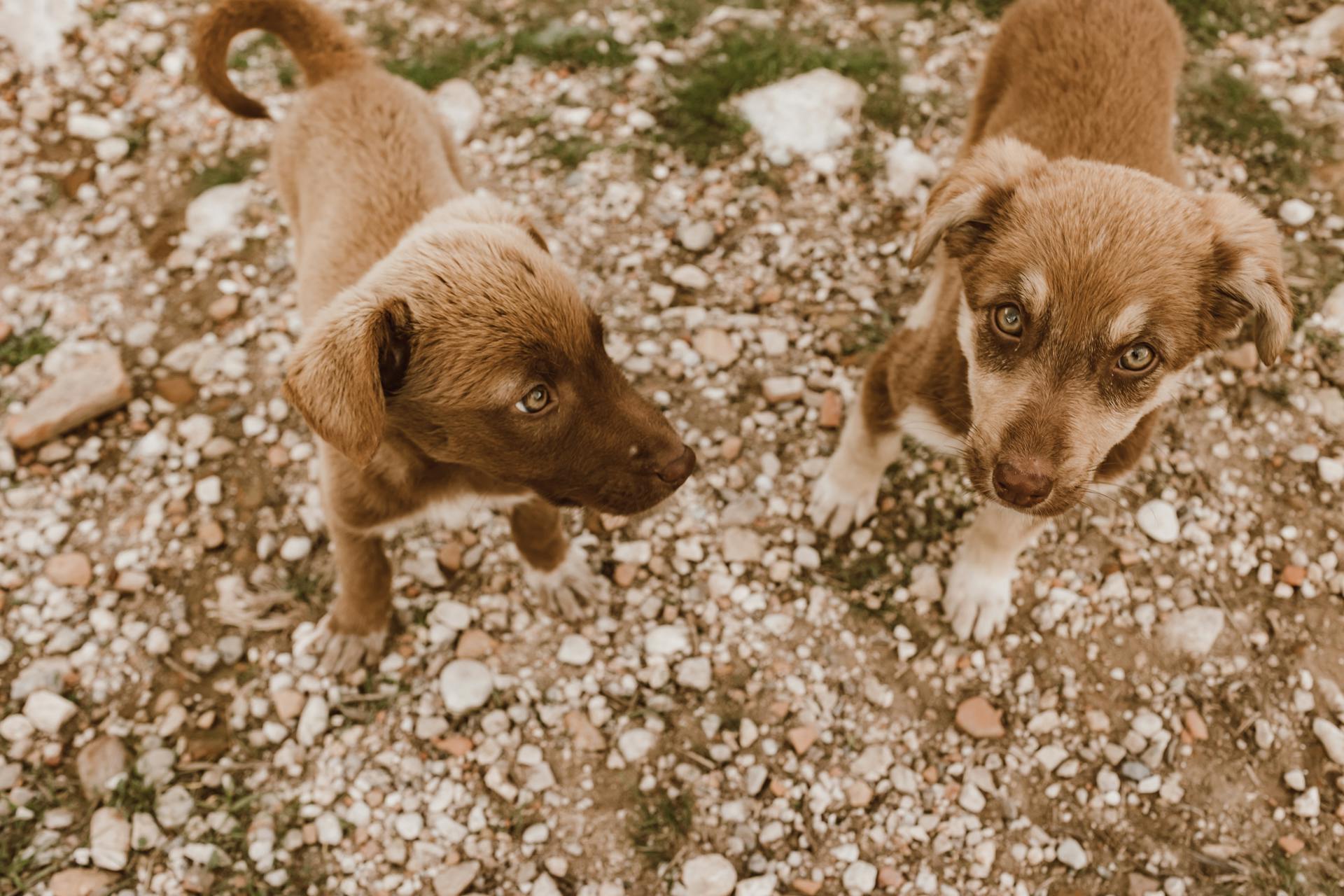 Twee schattige puppy's