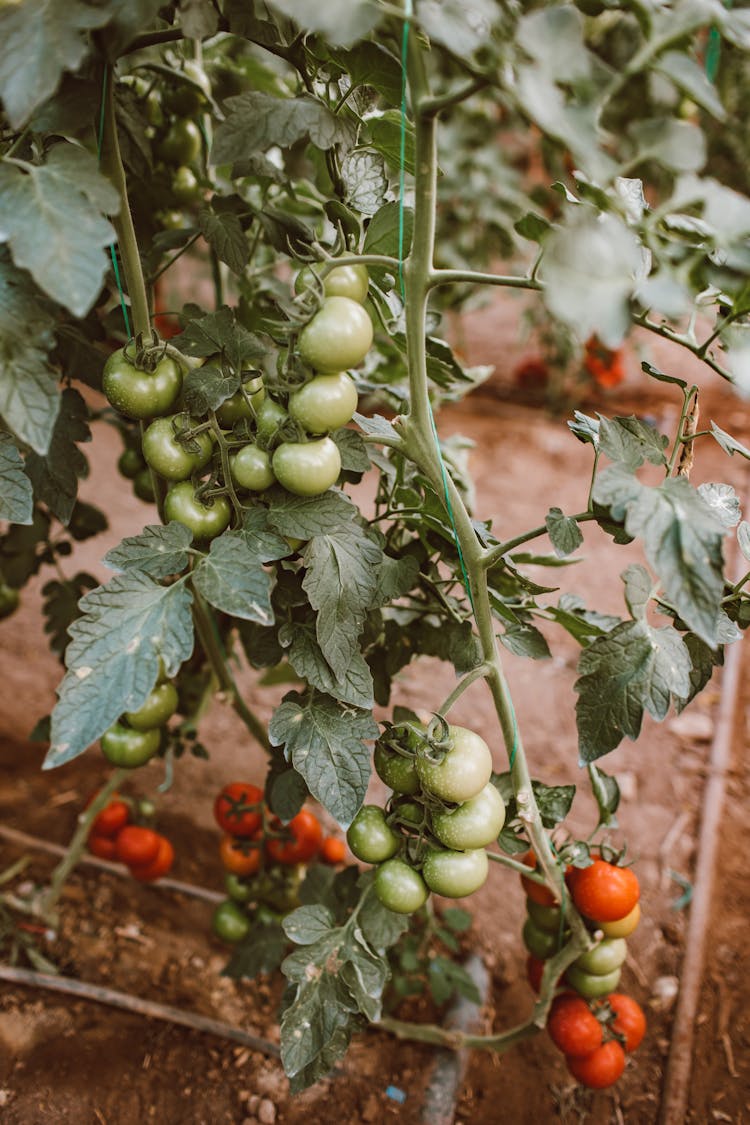 Close Up Of Tomatoes In A Garden