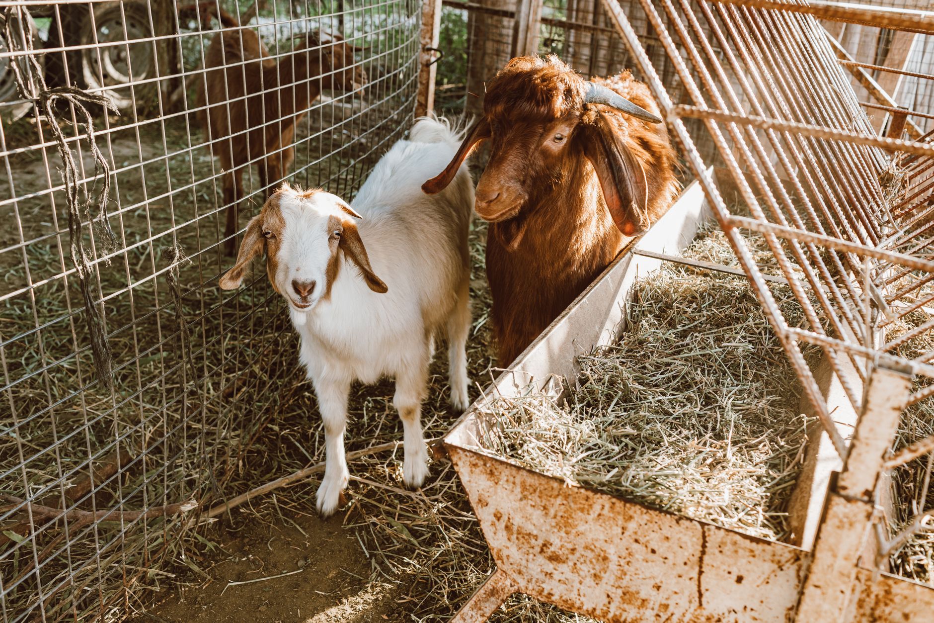 Goat Check In Essential Health Checks for Happy and Thriving Goats | Animal Gestation ...