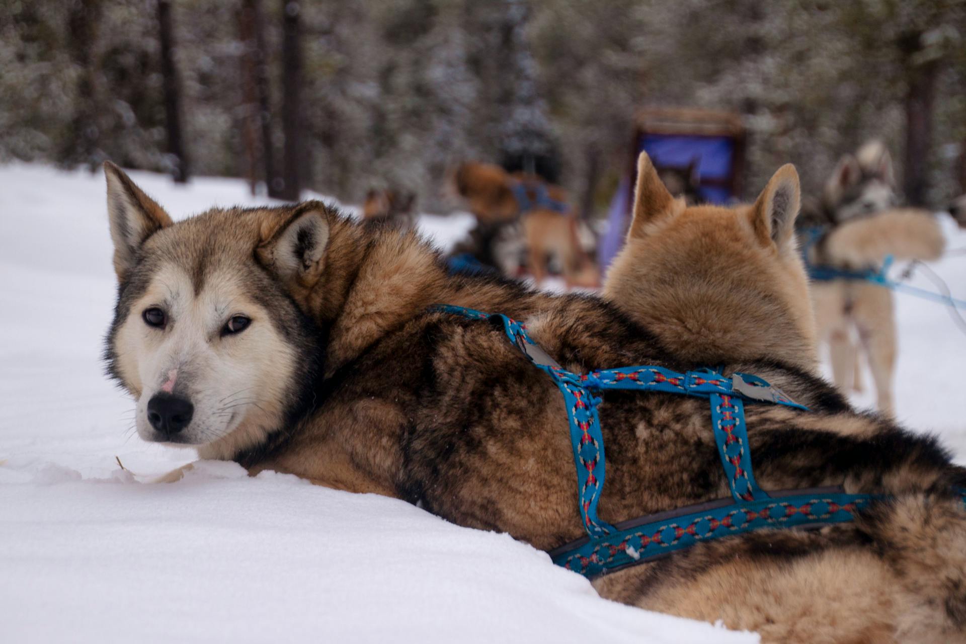 Dog with Harness on Snow