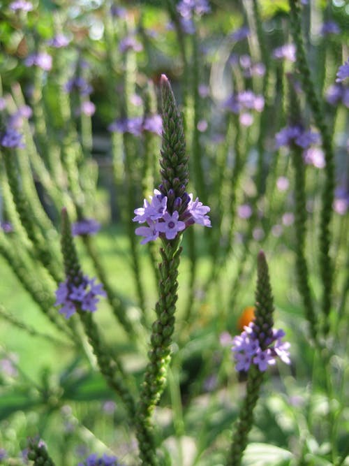 無料 緑の葉と紫5花びらの花のクローズアップ写真 写真素材