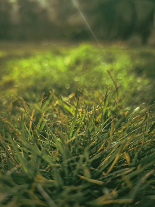 Kostnadsfri bild av gräs, gräsfält, grässlätt