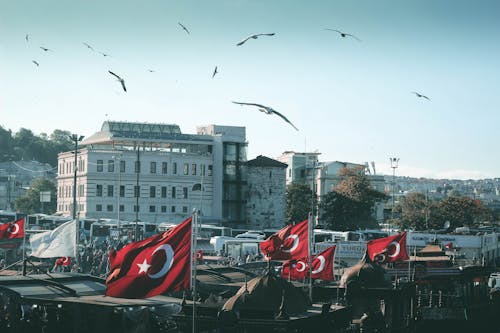 Δωρεάν στοκ φωτογραφιών με βάρκα με κουπιά, γλάρος, πουλιά