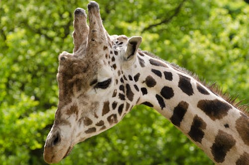 Beige and Black Giraffe Photo