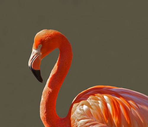 Orange Bird during Day Time