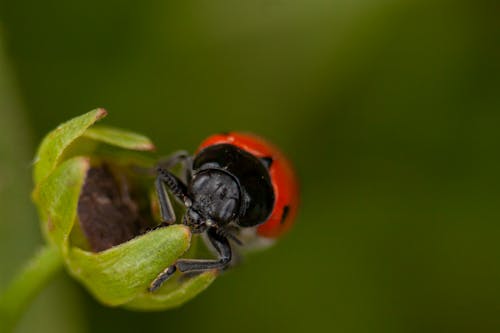 Close-Up Photo of Ladybug on Plant