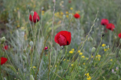 Free Poppy Flowers Growing in Field Stock Photo