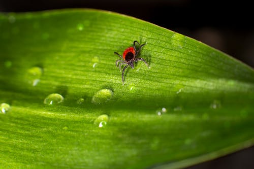 Красный и черный паук на зеленом листе