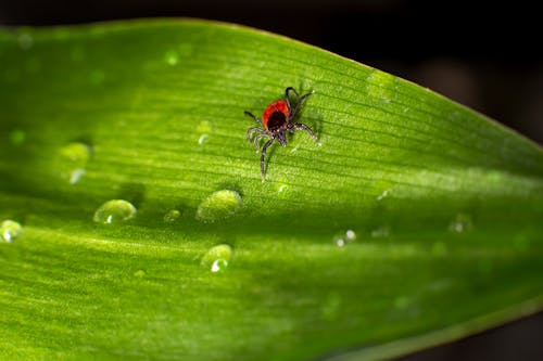 Laba Laba Merah Dan Hitam Di Daun Hijau