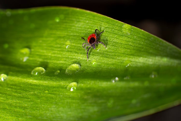 A Tick Crawling On Green Leaf