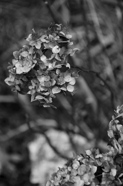 Grayscale Photo of Hydrangea Flowers