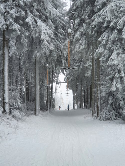 Immagine gratuita di alberi alti, congelando, coperto di neve