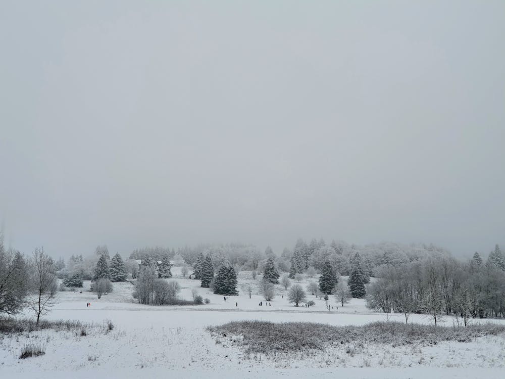 Imagine de stoc gratuită din acoperit de zăpadă, cețos, copaci înalți